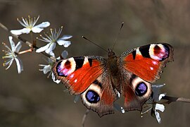 The blue wing patches of the Aglais io.[3]