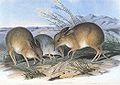 Pig-footed Bandicoot