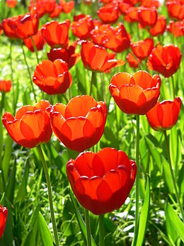 Tulipán - Floriade 2005, Canberra