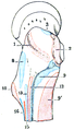 Origin and attachment areas at the proximal femur. Gluteus maximus is marked with number 12.