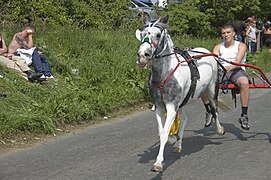 Trotting a horse on the flashing lane