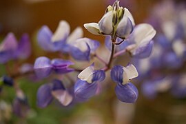 Lupinus nanus.