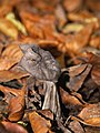 Helvella lacunosa