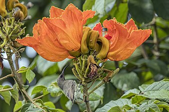 fe male C. s. gutteralis feeding on African tulip tree in Matsapha, Eswatini