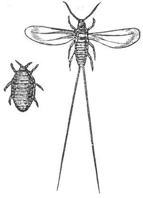 wiifke (lachts) an mantje (rochts)