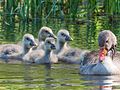 Female with chicks