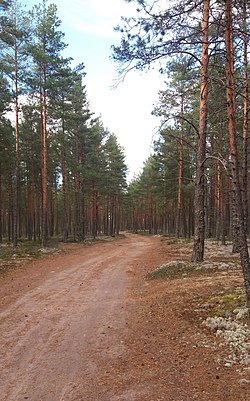 Huovintietä Kokemäen Koomankankaalla.