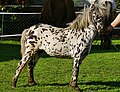 Nederlands Appaloosa Pony