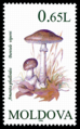 A. phalloides, Basarabia 1996