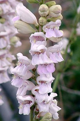 Penstemon palmeri