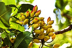 Eccellenze dell'agricoltura siciliana: le arance di Ribera DOP; il pistacchio verde di Bronte DOP; il pomodoro ciliegino IGP.