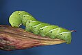 Image 1A tobacco hornworm (Manduca sexta) in Urbana. Image credit: Daniel Schwen (from Portal:Illinois/Selected picture)