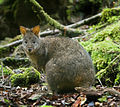 Pademelon de Tasmania, uno de siete especies de pademelones. Por Noodle snacks.