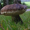 photo de Leccinum sp.