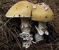 !!Amanita gemmata!!