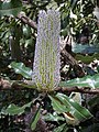 Banksia serrata