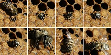 Emergence of a European dark honey bee (A. m. mellifera)