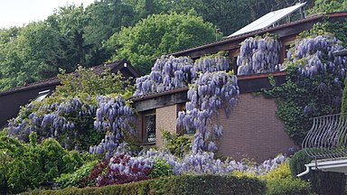 Kletternde Chinesische Glyzinien zur Blütezeit im Taunus.