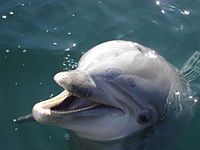 Dolphin