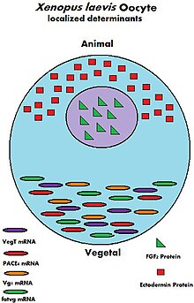 a diagram of the Xenopus laevis oocyte and its maternal determinants