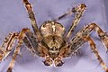 Křižák obecný (Araneus diadematus), samec