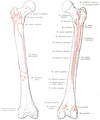 Attachment zone at the femur.