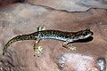 Speleomantes supramontis Plethodontidae