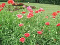 Grand Hotel flower garden (PowerShot A580)