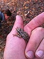 Brown color morph held in hand.