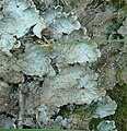 Peltigera leucophlebia