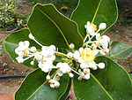 Alexandrian laurel (Kath Champa, Sultana Champa, Punnaga in Sanskrit and Bengali, Sultana Champa, Surpan, Undi, Surpunka in Hindi, Pinnai & Punnagam in Tamil) -- Calophyllum inophyllum