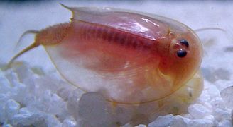 Triops cancriformis