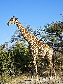 Giraffa