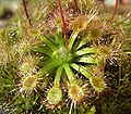 Drosera manii