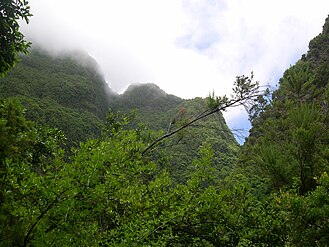 Lorbeerwald bei Los Tilos