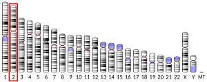 Chromosome 2 (human)