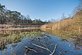 Wetland in het gebied Pechpfuhl