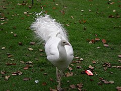 Pavo cristatus mutation alba (mâle).