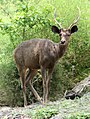 Sambar deer of unicolor