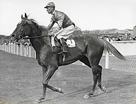 Jim Pike and Peter Pan at Randwick Racecourse, 1935.