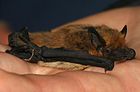 Pipistrelle de Kuhl