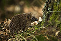 Erinaceus europaeus (Erizo europeo) fotografiado en el bosque de Emmerdennen, Países Bajos. Por Hrald