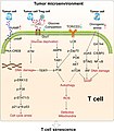 Vie di segnalazione correlate alla senescenza delle cellule T.