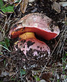 !!Rubroboletus eastwoodiae!!