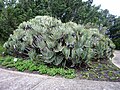 The elegant fan-like arrangement of its leaves makes the fan-aloe unique.