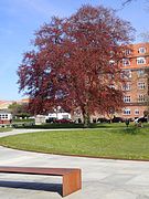 Copper beech (spring)