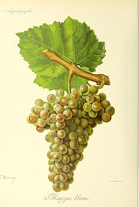 Mauzac (cépage)