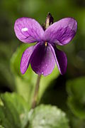 Fleur chasmogame de Viola odorata.