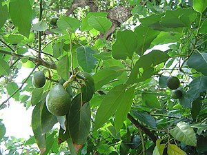 Fruktoj kaj folioj de avokado