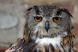 Hibou grand-duc (Bubo bubo)